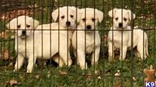 labrador retriever puppy posted by horsnround