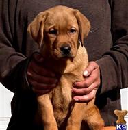 Quip Fox Red Male available Labrador Retriever puppy located in CAMBRIA