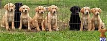 labrador retriever puppy posted by horsnround