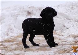 Banjo available Labrador Retriever puppy located in CAMBRIA