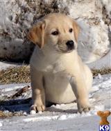 Posh female available Labrador Retriever puppy located in CAMBRIA