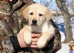 Stoney male available Labrador Retriever puppy located in CAMBRIA