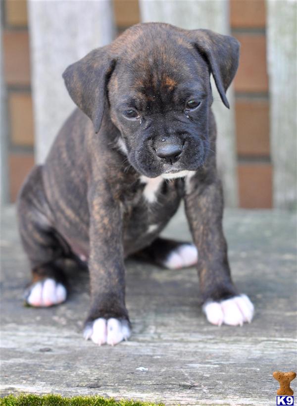 boxer puppies for sale in ohio boxer puppy for sale quiana 650 from ohio 6 years boxer puppies for sale in ohio boxer puppy for sale quiana 650 from ohio 6 years
