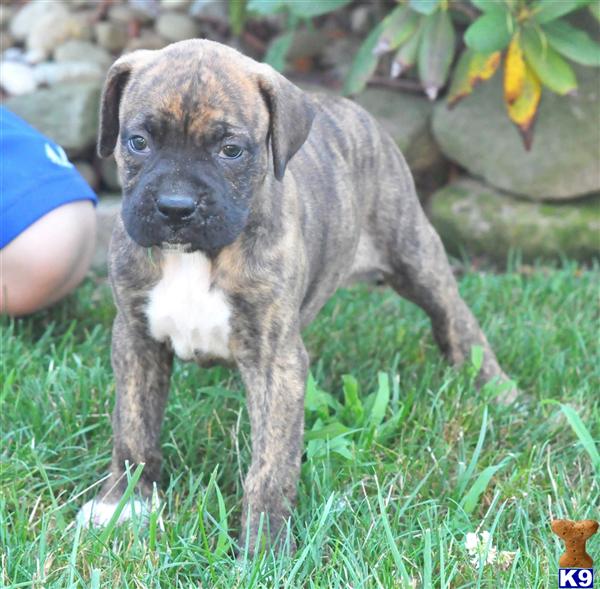 boxer puppies in ohio boxer puppy for sale shelly 450 from ohio 7 years boxer puppies in ohio boxer puppy for sale shelly 450 from ohio 7 years