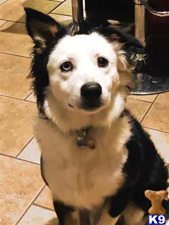 Australian Shepherd stud dog