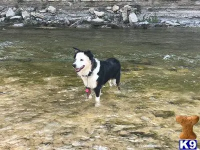 Australian Shepherd stud dog