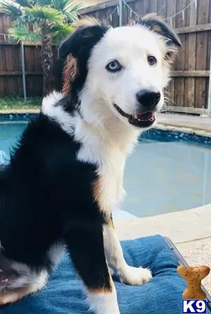 Australian Shepherd stud dog