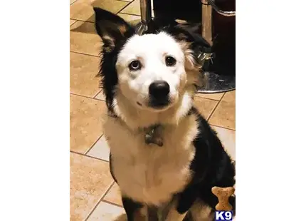 a australian shepherd dog sitting on a tile floor