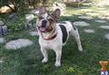 French Bulldog stud dog: Brindle and white French Bulldog standing in a grassy yard
