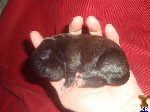 Mixed Breed Dogs For Sale Michigan Mixed Breed Dogs For Sale Michigan