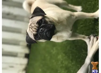 Pug