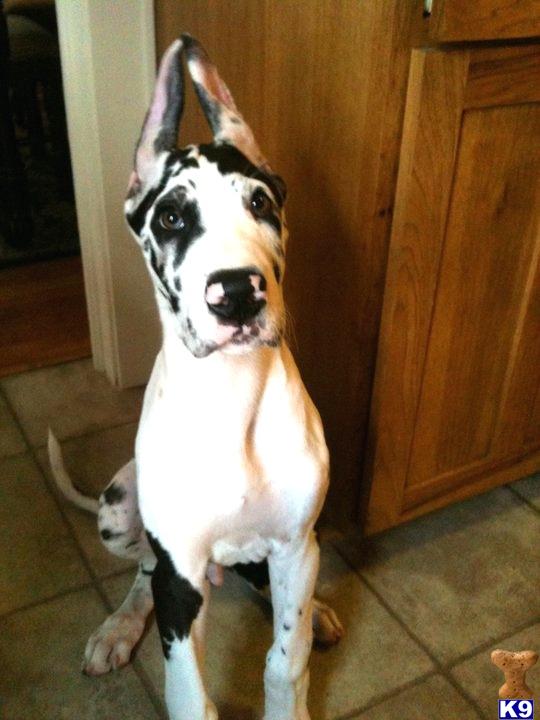 39 HQ Photos Great Dane Puppies East Texas / Hickory Hollow Danes, Great Dane Breeder in Kissimmee ...