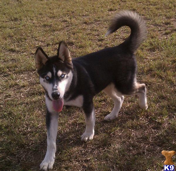 Siberian Husky stud dog