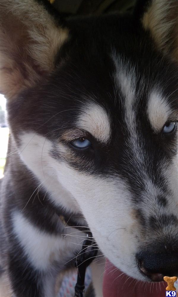 Siberian Husky stud dog