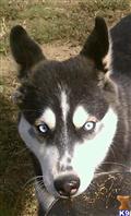 Siberian Husky stud dog: Black and white Siberian Husky with striking blue eyes