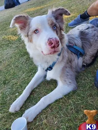 Australian Shepherd stud dog