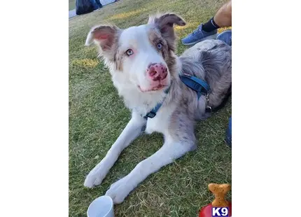 Australian Shepherd