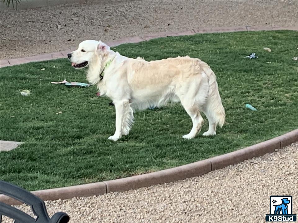 a golden retriever dog standing on grass