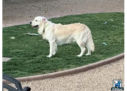 a golden retriever dog standing on grass