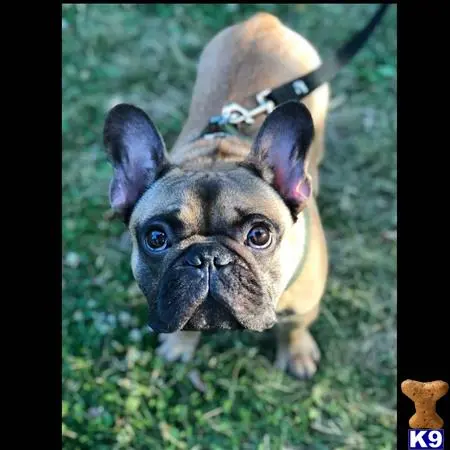 French Bulldog stud dog