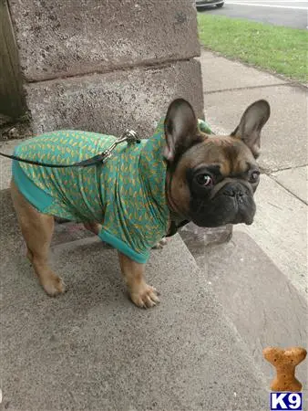 French Bulldog stud dog