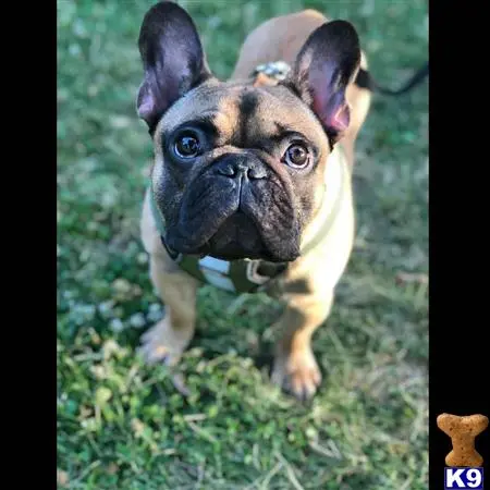 French Bulldog stud dog