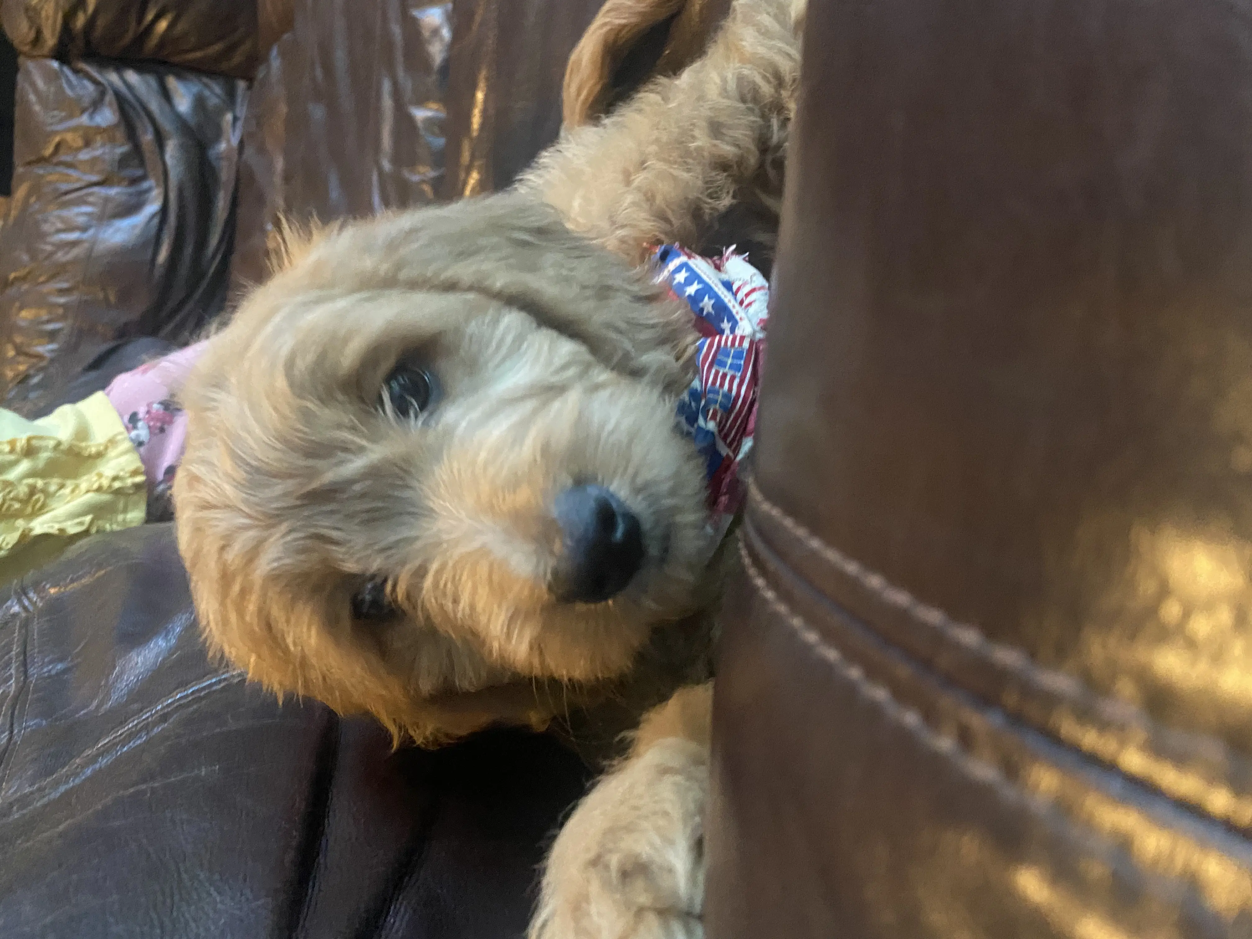 Goldendoodles female dog: Fluffy goldendoodle puppy resting on a brown leather couch