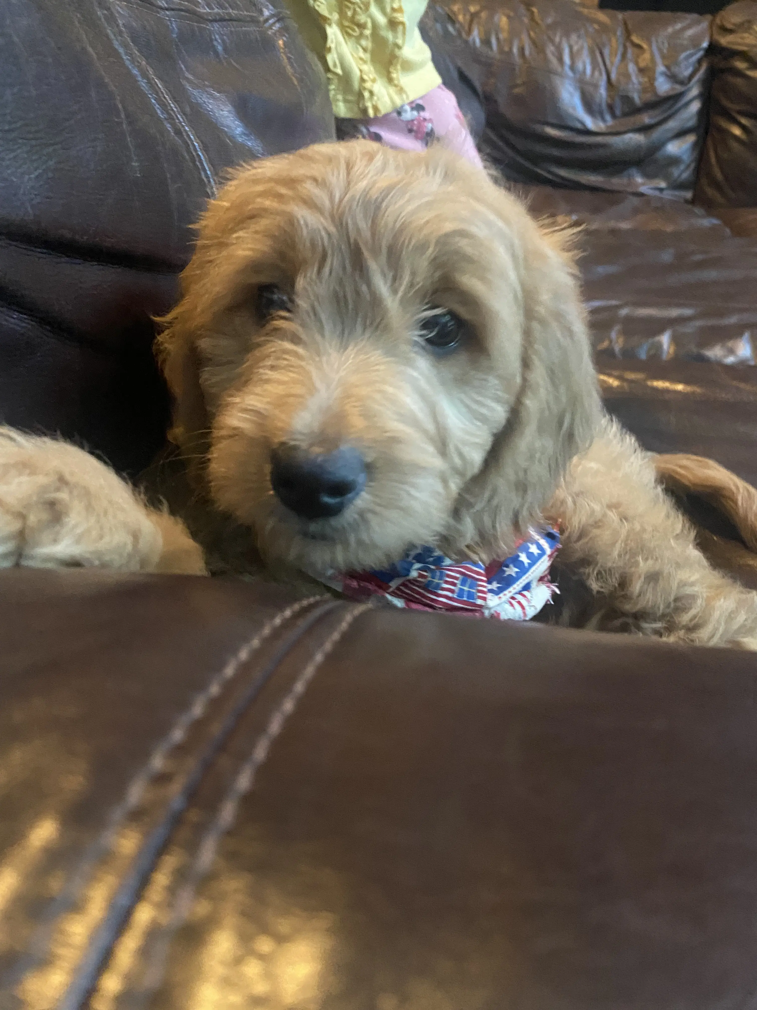 Goldendoodles female dog: Fluffy goldendoodle puppy resting on a brown leather couch