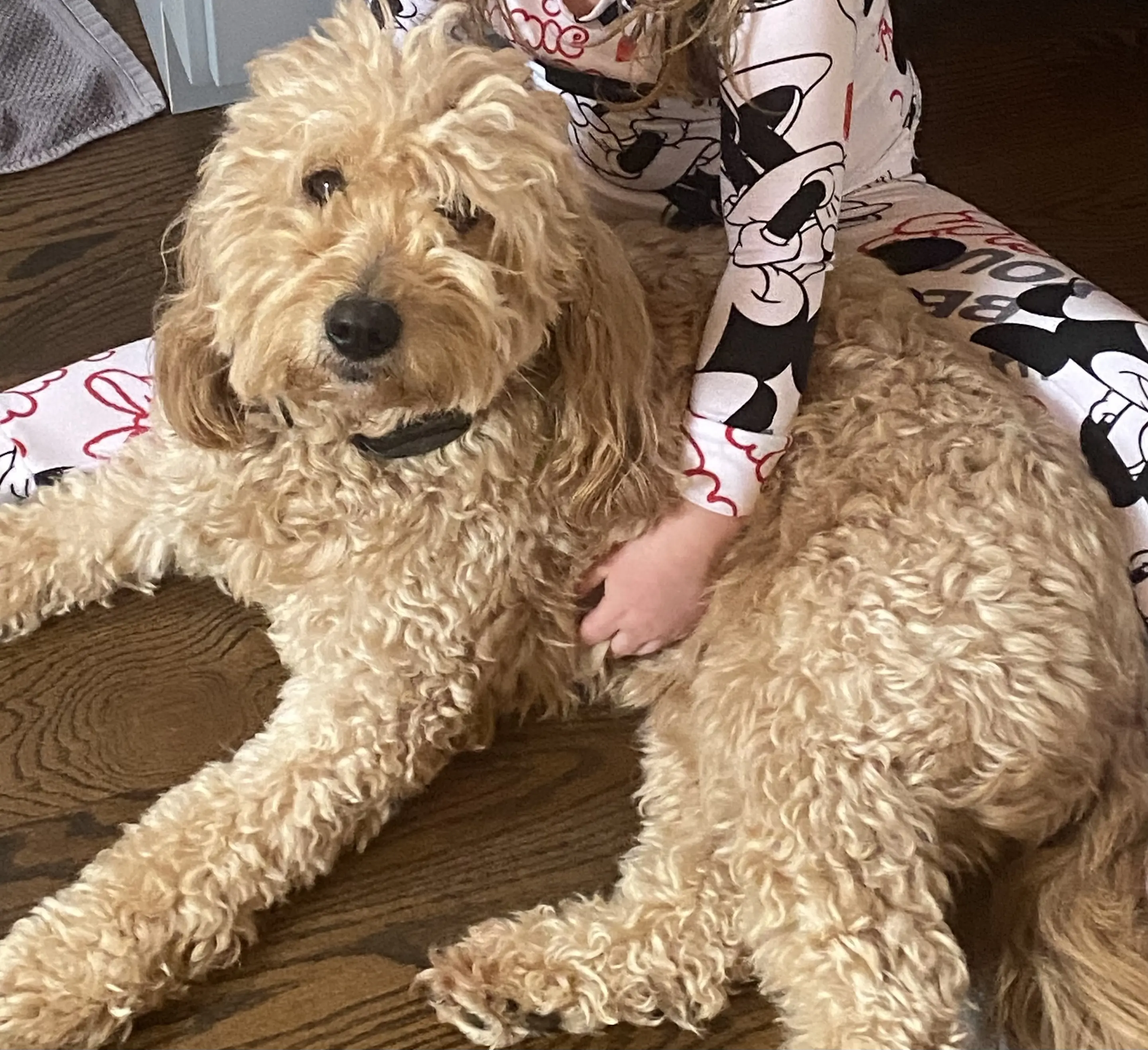 Goldendoodles female dog: Fluffy gold Goldendoodle lying on a wooden floor with child
