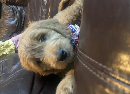 Goldendoodles female dog: Fluffy goldendoodle puppy resting on a brown leather couch