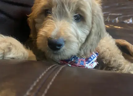 Goldendoodles female dog: Fluffy goldendoodle puppy resting on a brown leather couch