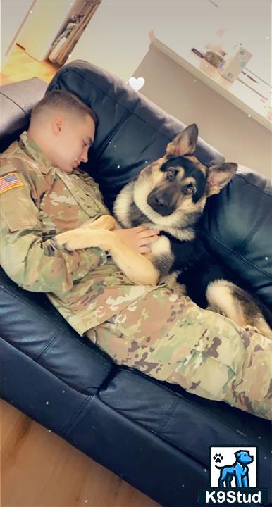 a baby and a german shepherd dog