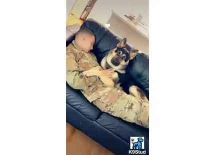 a baby and a german shepherd dog