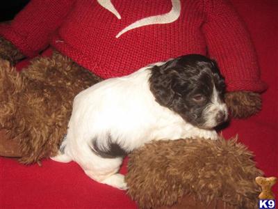 havanese for sale virginia havanese puppy for sale chocolate white puppy 9 years havanese for sale virginia havanese puppy for sale chocolate white puppy 9 years