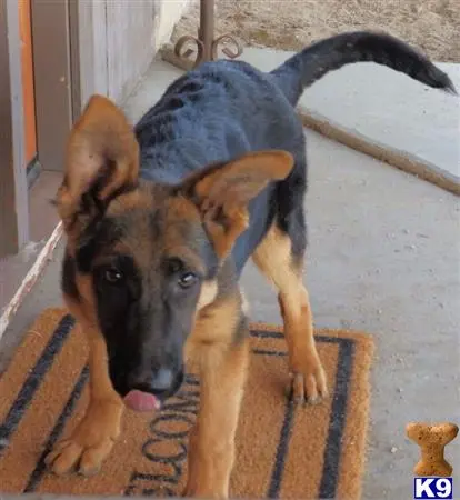 German Shepherd puppy for sale: a german shepherd dog with a blue cape