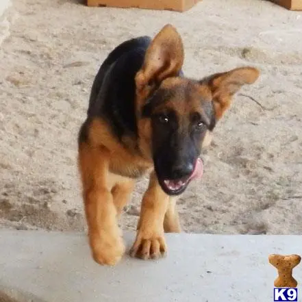 German Shepherd puppy for sale: a german shepherd dog with its mouth open