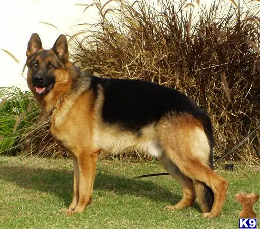 German Shepherd puppy for sale: a german shepherd dog standing on grass
