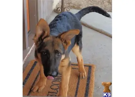 German Shepherd puppy for sale: a german shepherd dog with a blue cape