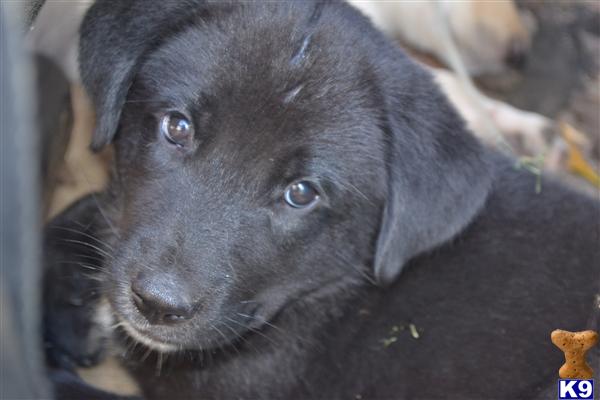 labsky puppies for sale labrador retriever puppy for sale puppies labsky 4 years labsky puppies for sale labrador retriever puppy for sale puppies labsky 4 years