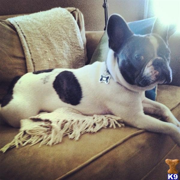 French Bulldog Stud Dog Boomer 9 Years old