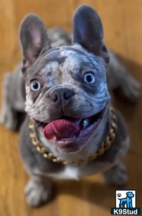 a french bulldog dog with a surprised expression