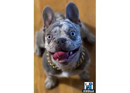 a french bulldog dog with a surprised expression