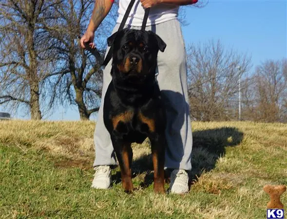 Rottweiler stud dog