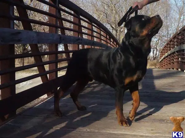 Rottweiler stud dog