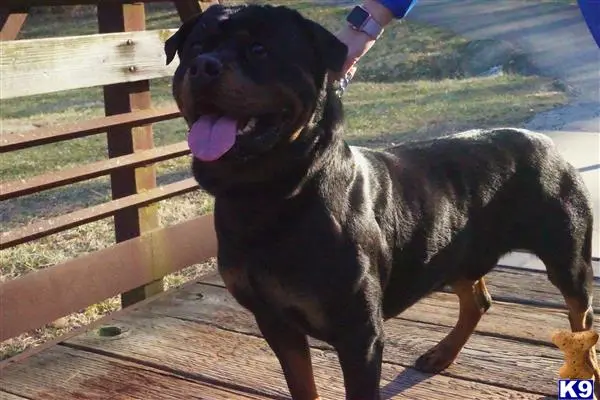 Rottweiler stud dog