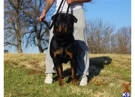 Rottweiler