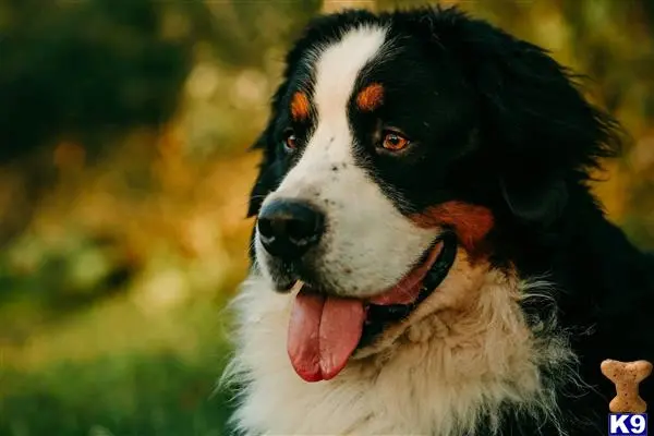 Bernese Mountain Dog