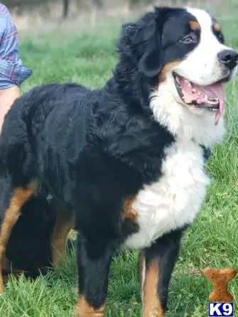 Bernese Mountain Dog stud dog