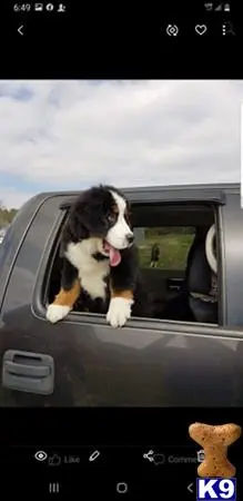 Bernese Mountain Dog stud dog