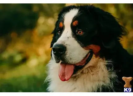 Bernese Mountain Dog